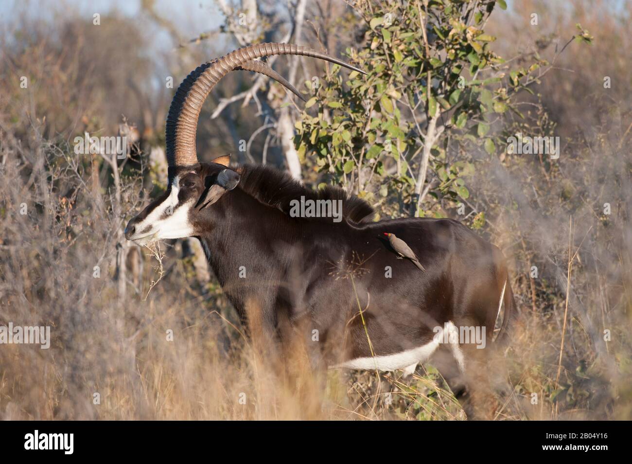 Un uomo dominante di antilope di Sable (Hippodragus niger) alle pianure di Vumbura nel delta di Okavango nella parte settentrionale del Botswana. Foto Stock