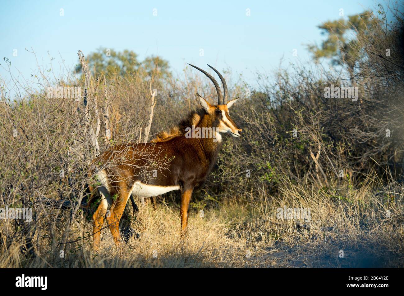 Antilope Sable (Hippodragus niger) alle pianure di Vumbura nel delta di Okavango nella parte settentrionale del Botswana. Foto Stock