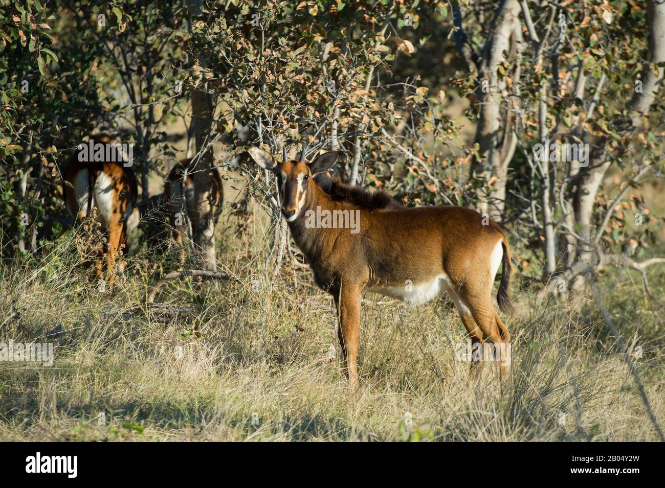 Antilope Sable (Hippodragus niger) alle pianure di Vumbura nel delta di Okavango nella parte settentrionale del Botswana. Foto Stock