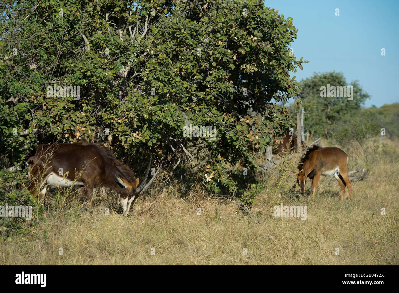Antilopi in grado (Hippodragus niger) nutrirsi alle pianure di Vumbura nel Delta di Okavango nella parte settentrionale del Botswana. Foto Stock