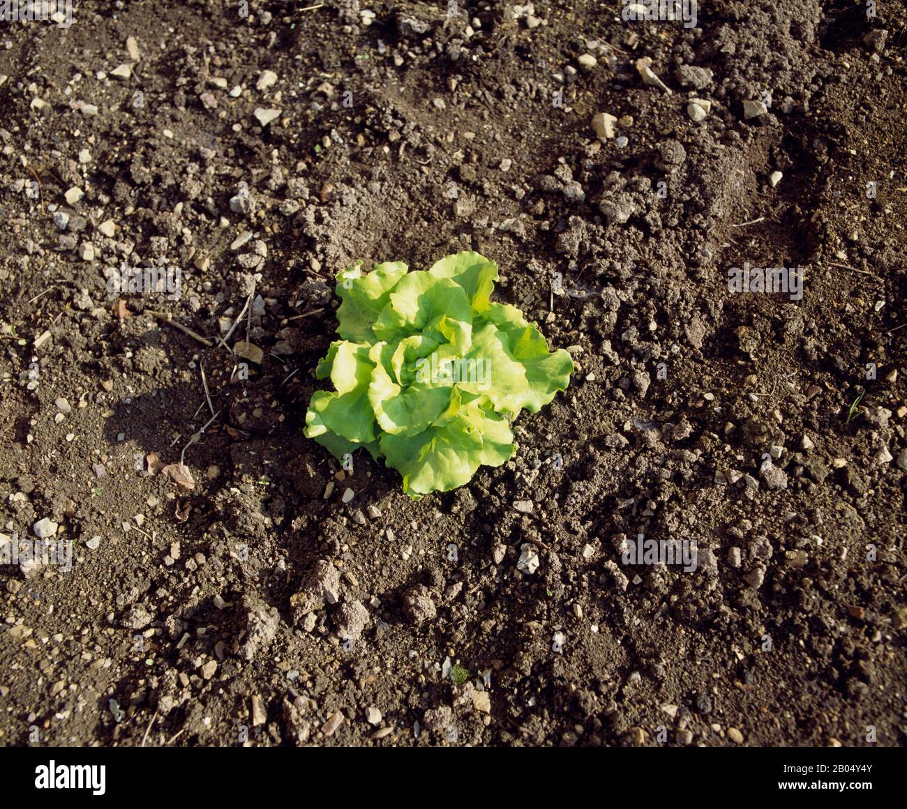 Primo piano di un fiore di lattuga, Baden-Wurttemberg, Germania Foto Stock