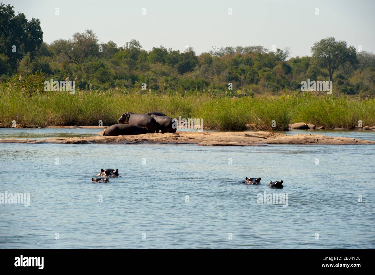 Il fiume Sabie con ippopotami nella Riserva di Sabbie Sands adiacente al Parco Nazionale Kruger in Sud Africa. Foto Stock