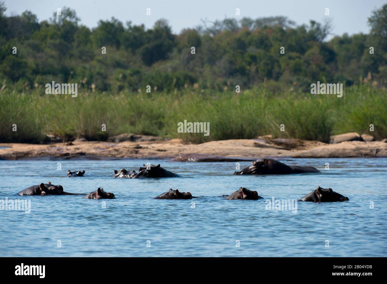 Il fiume Sabie con ippopotami nella Riserva di Sabbie Sands adiacente al Parco Nazionale Kruger in Sud Africa. Foto Stock