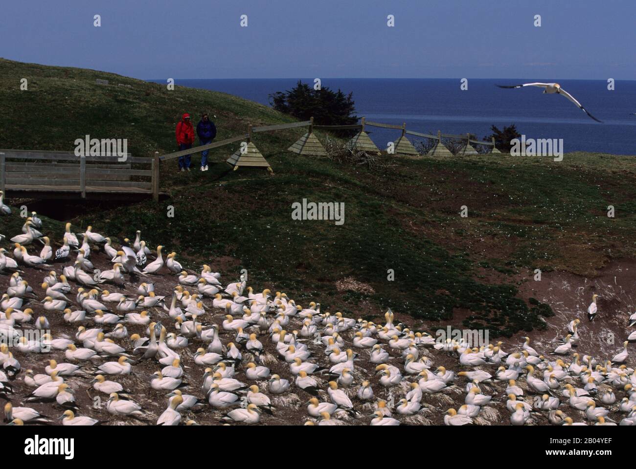 CANADA, QUEBEC, GASPE, BONAVENTURE ISLAND, GENTE CHE GUARDA LA COLONIA DI GANNET Foto Stock
