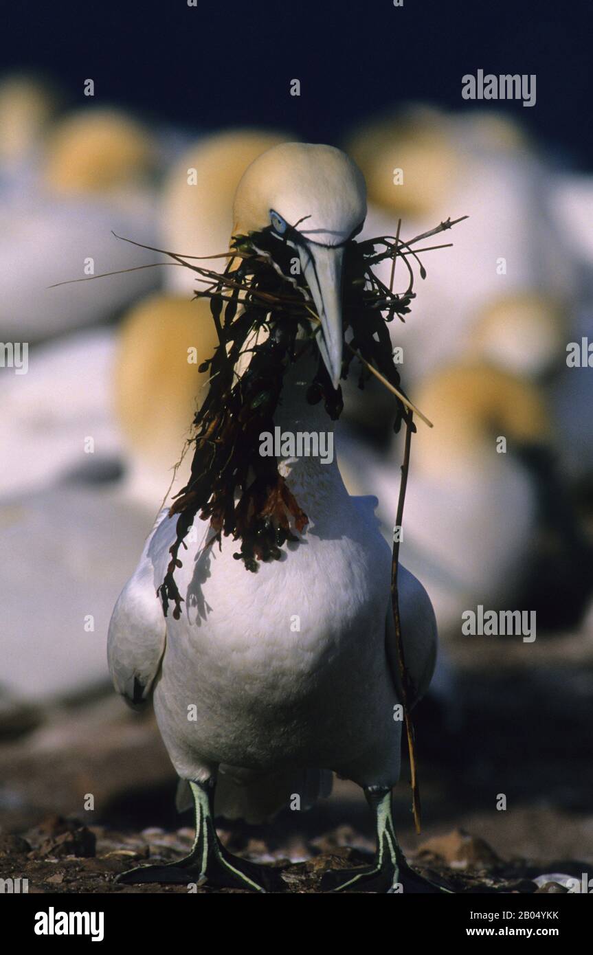 CANADA, QUEBEC, GASPE, BONAVENTURE ISLAND, COLONIA DI GANNET, UCCELLO SENZA MATERIALE NIDIFICANTE (KELP) Foto Stock
