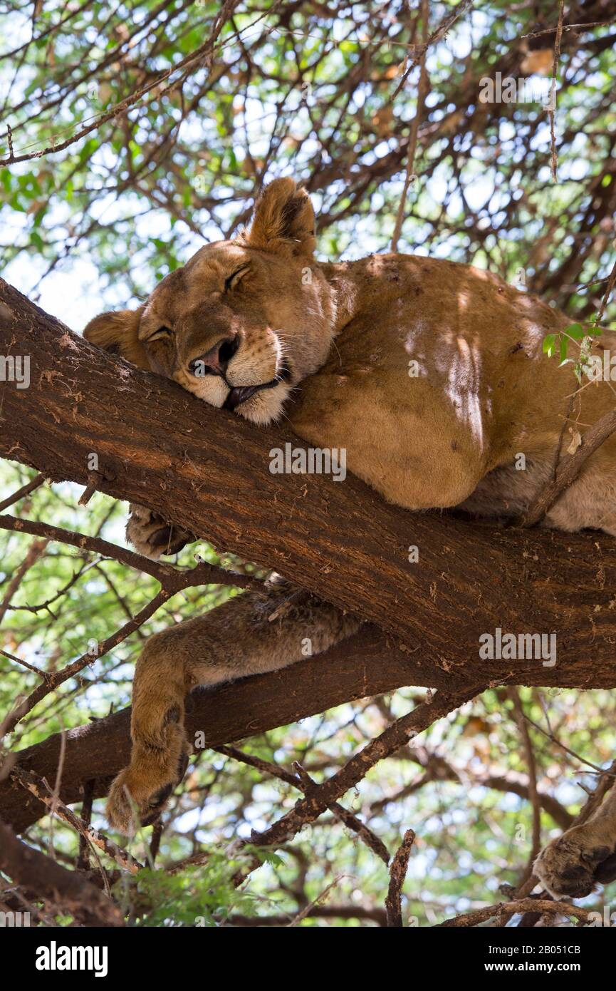 Contessa (panthera leo) dorme nell'albero nel Parco Nazionale del Lago Manyara in Tanzania. Foto Stock