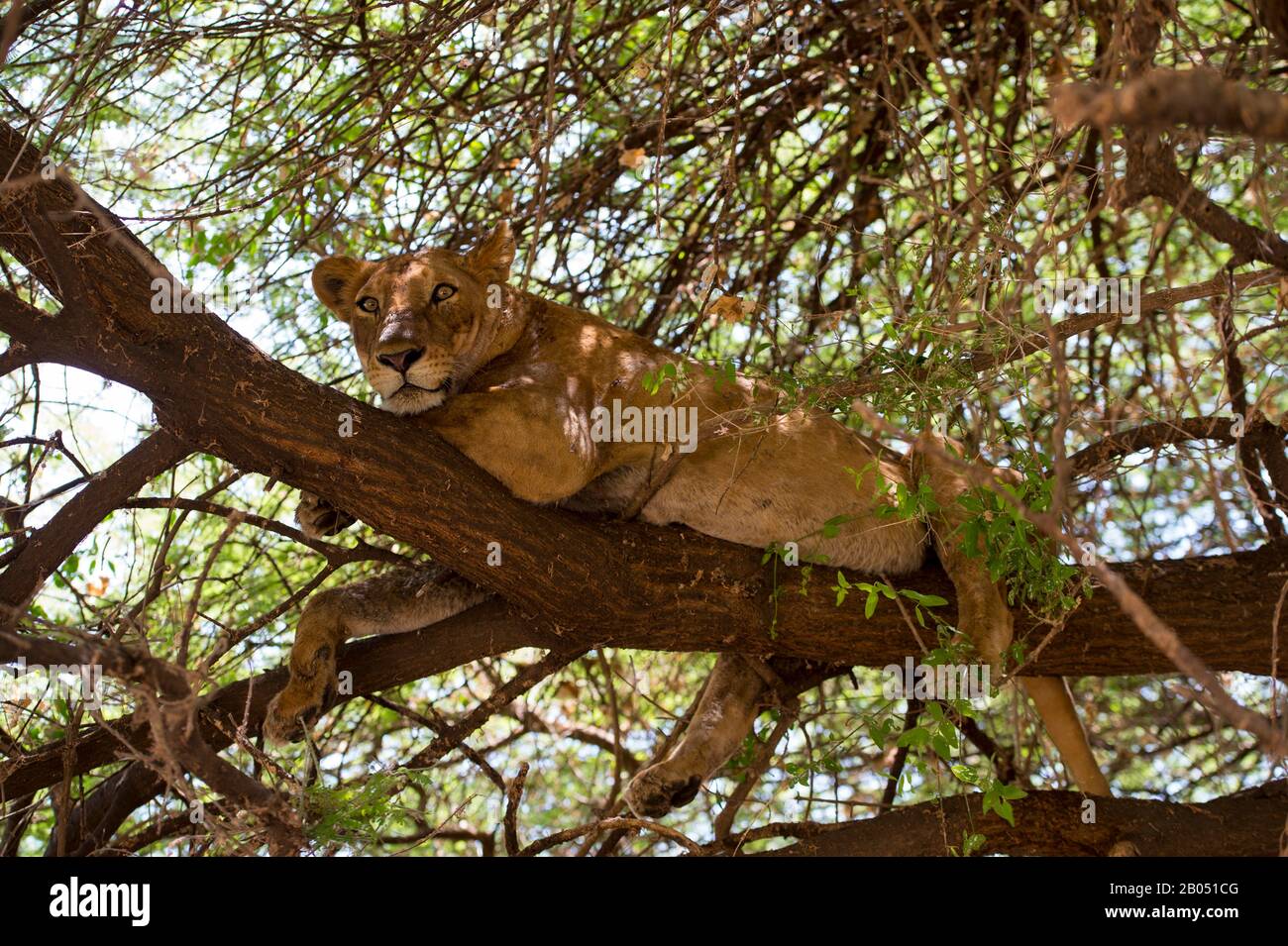 La contessa (panthera leo) riposa nell'albero nel Parco Nazionale del Lago Manyara in Tanzania. Foto Stock
