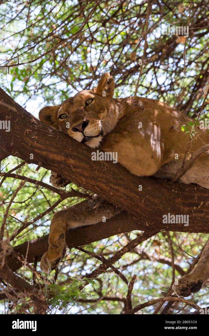 La contessa (panthera leo) riposa nell'albero nel Parco Nazionale del Lago Manyara in Tanzania. Foto Stock
