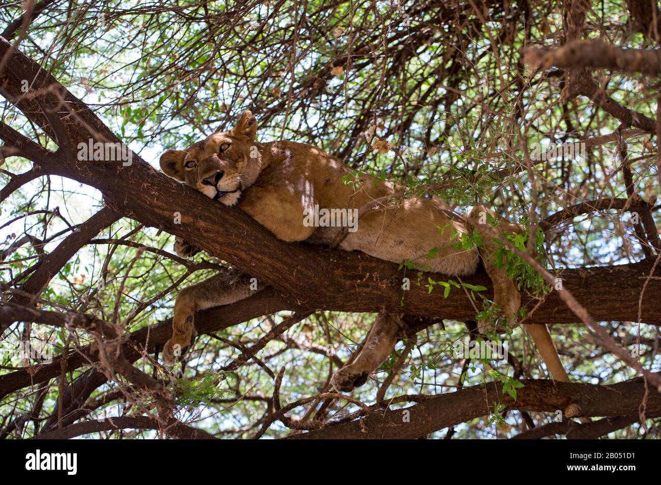 La contessa (panthera leo) riposa nell'albero nel Parco Nazionale del Lago Manyara in Tanzania. Foto Stock