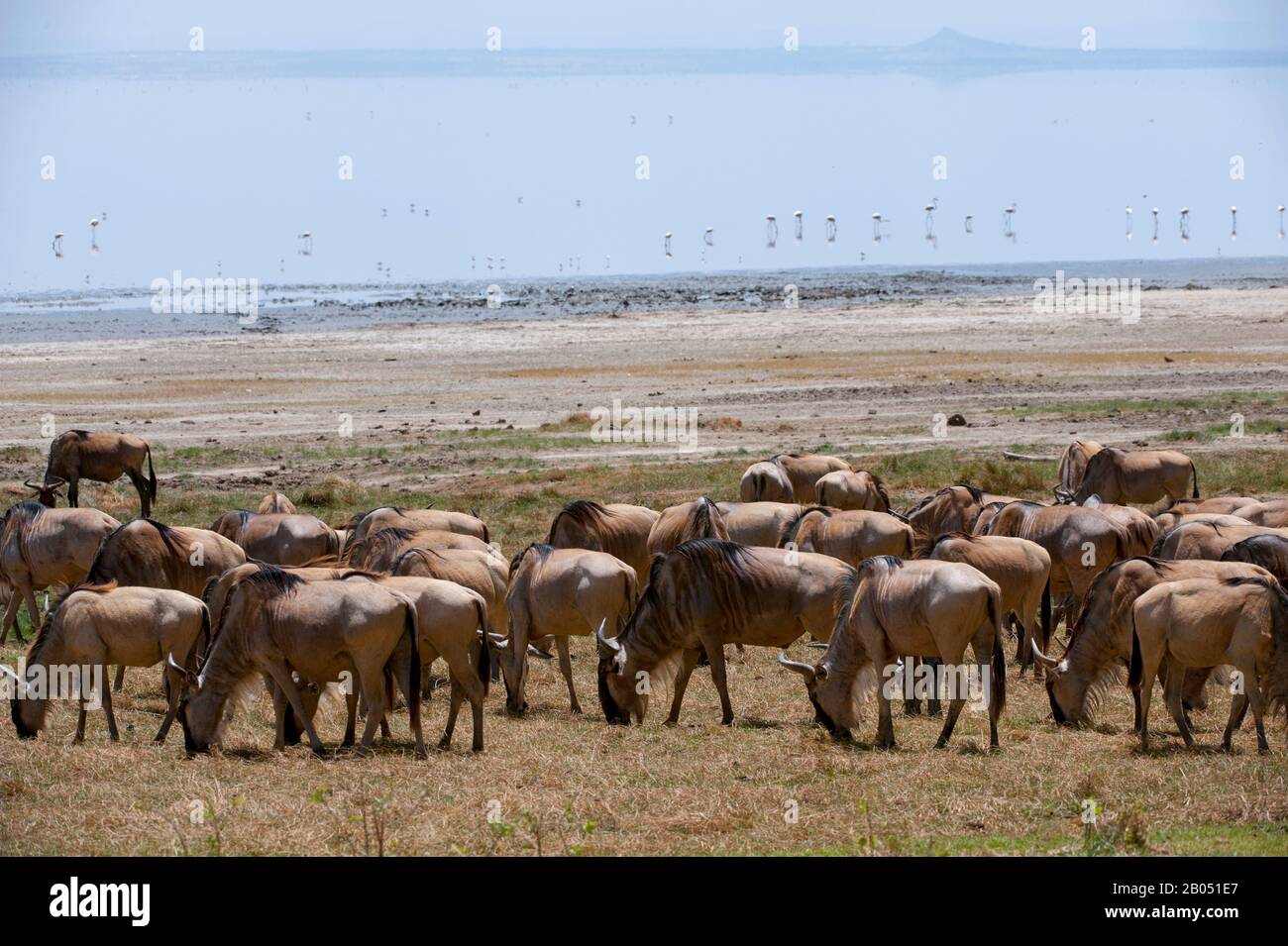 Wildebeests Nel Parco Nazionale Del Lago Manyara In Tanzania. Foto Stock