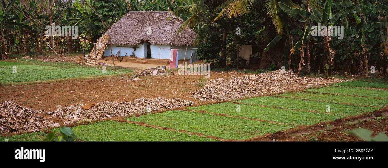 Agriturismo in un campo, Swamimalai, Tamil Nadu, India Foto Stock