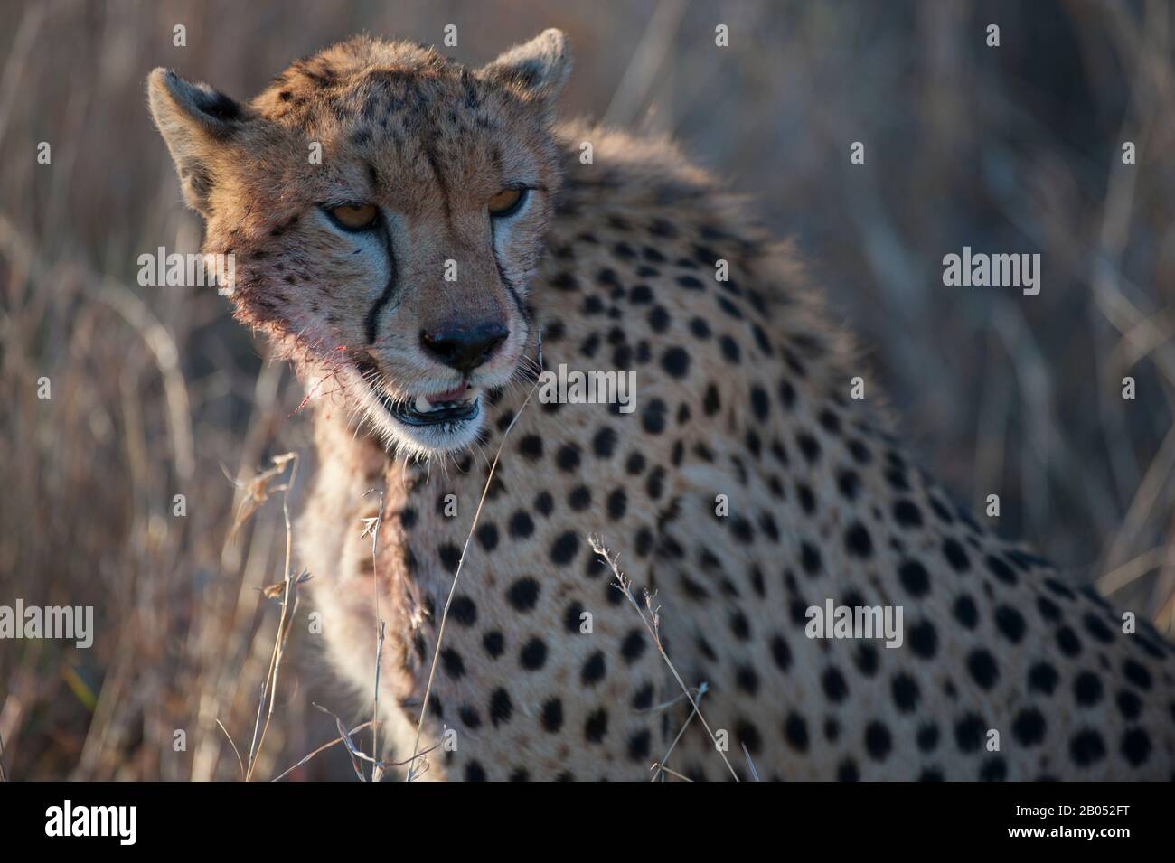 Cheetah (Acinonyx jubatus) con faccia sanguinosa dopo aver alimentato la gazzella di Thompson uccidere nel Parco Nazionale Serengeti, Tanzania Foto Stock