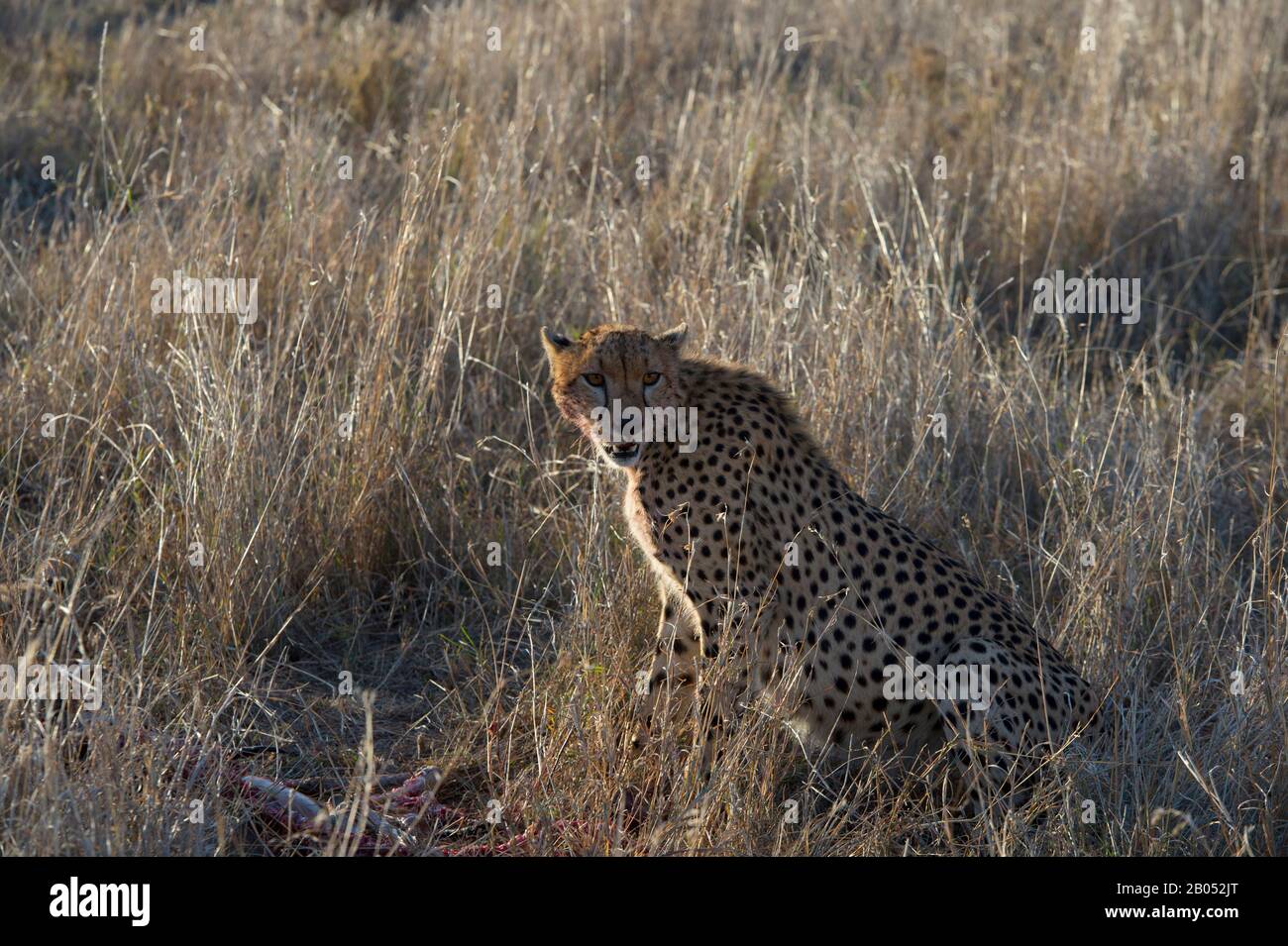 Cheetah (Acinonyx jubatus) con faccia sanguinosa dopo aver alimentato la gazzella di Thompson uccidere nel Parco Nazionale Serengeti, Tanzania Foto Stock