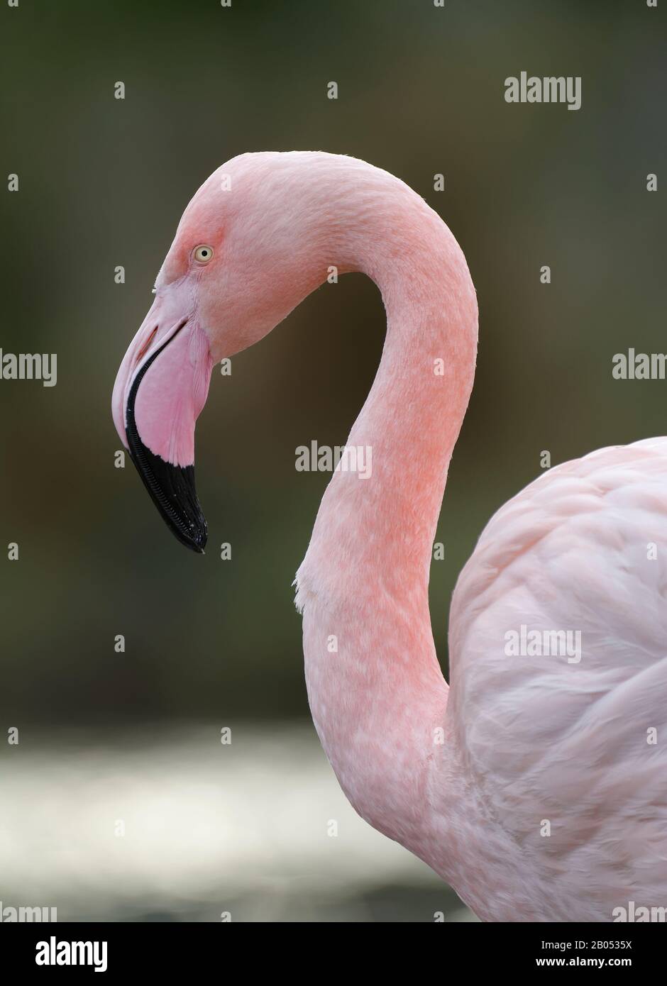 Grande Flamingo - Fenicopterus Roseus Testa & Collo Foto Stock