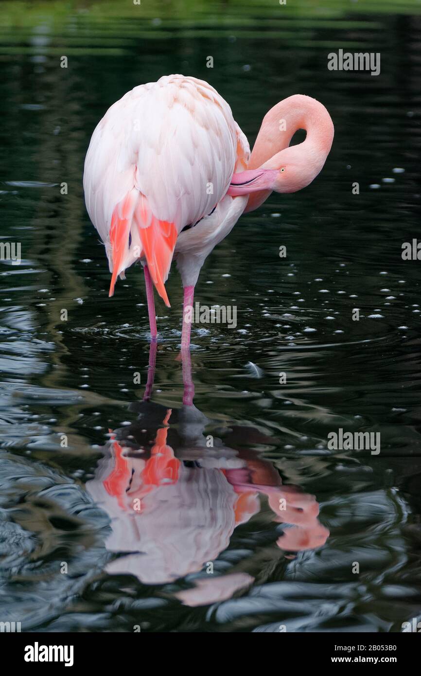 Grande Flamingo - Fenicopterus roseus in piedi in acqua preening Foto Stock