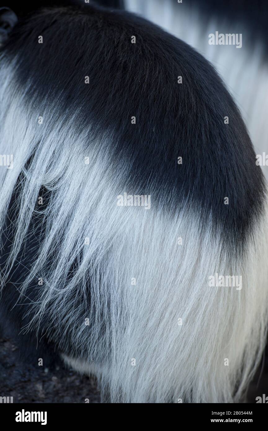 Primo piano di pelliccia di una scimmia colobus bianco e nero nel giardino del Lake Naivasha Sopa Lodge nella Great Rift Valley sul lago Naivasha in Kenya Foto Stock