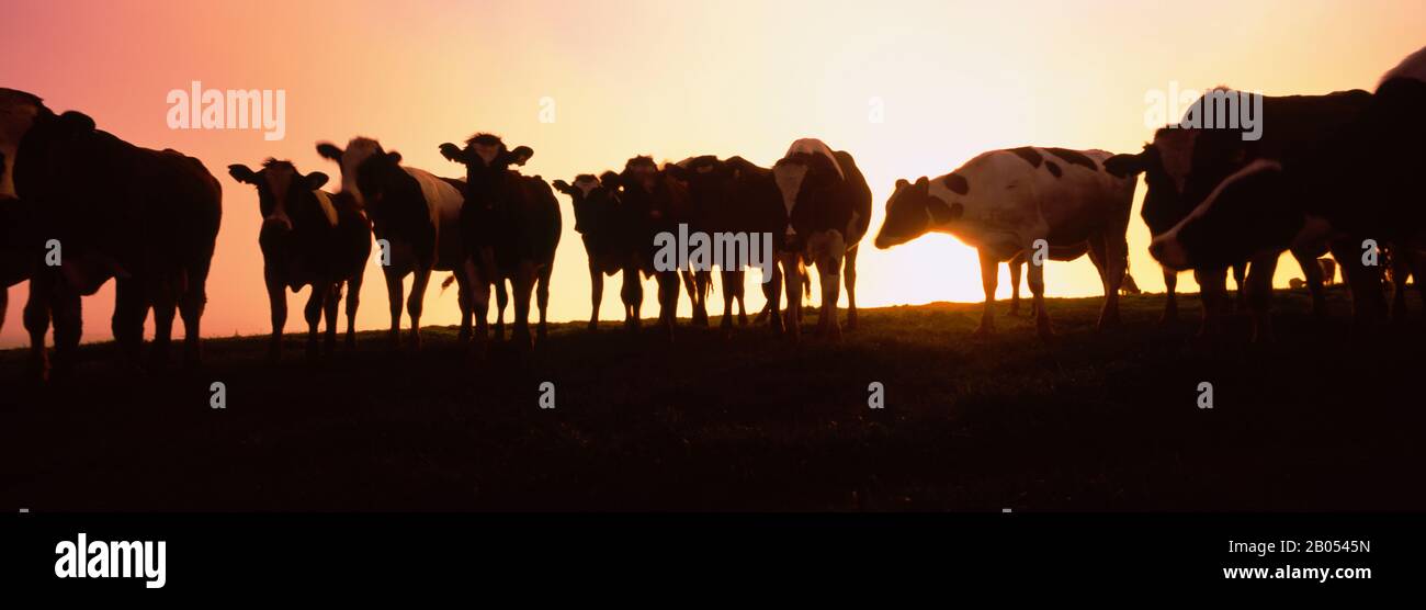 Silhouette di mucche al tramonto, Point Reyes National Seashore, California, Stati Uniti Foto Stock