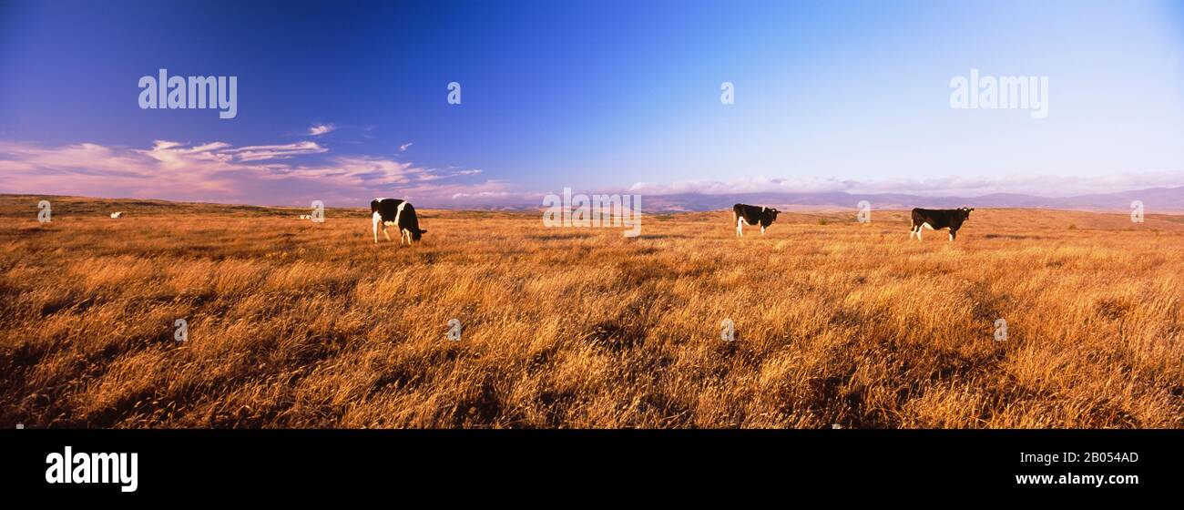 Tre mucche al pascolo in un campo, Point Reyes National Seashore, California, Stati Uniti Foto Stock