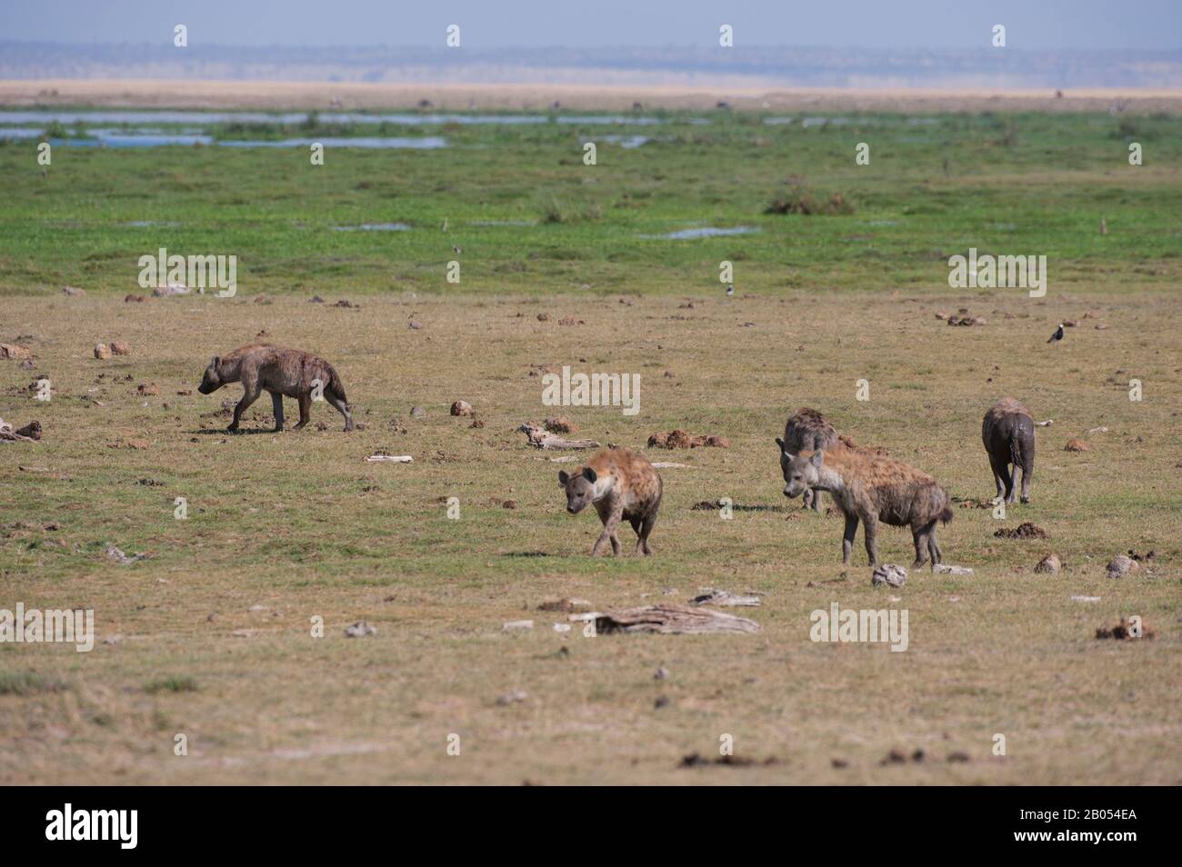 Iene avvistate (Crocuta crocuta) nel Parco Nazionale di Amboseli in Kenya Foto Stock