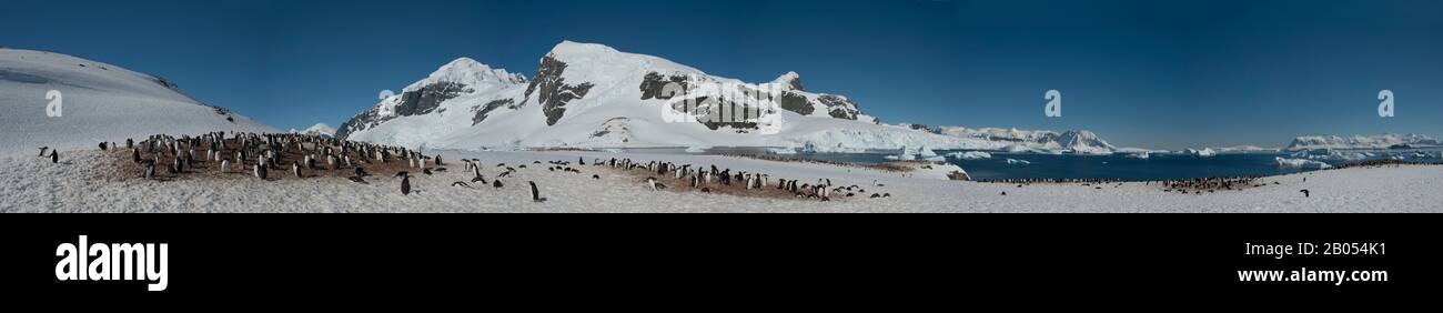 Foto panoramica di pinguini Gentoo (Pygoscelis papua) in colonia con siti nidificati ancora coperti di neve nella primavera iniziale sull'isola di Cuverville nell'Ant Foto Stock
