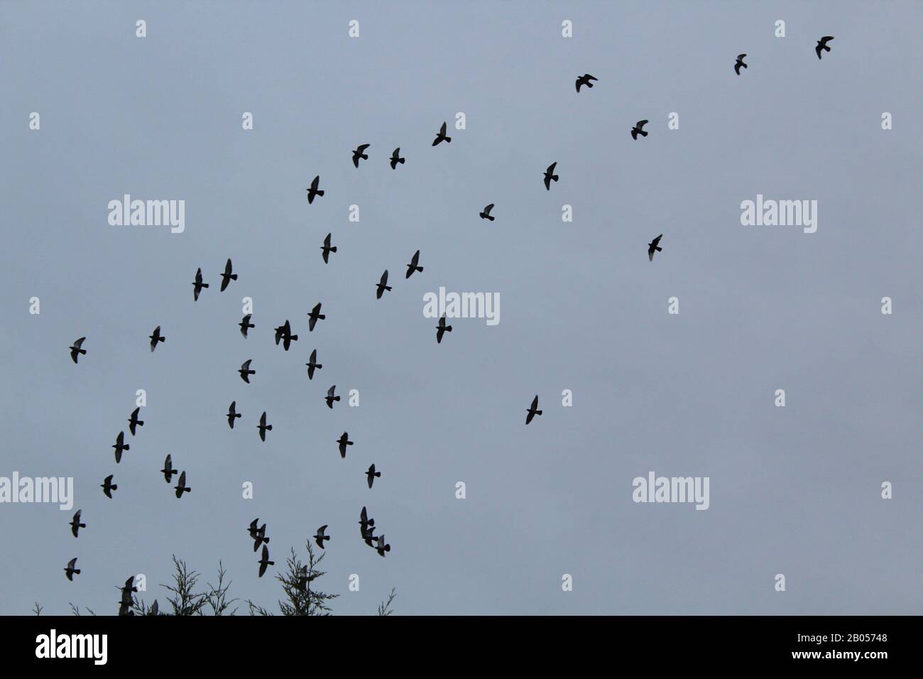 Lotto di piccioni Armando con cielo grigio Foto Stock
