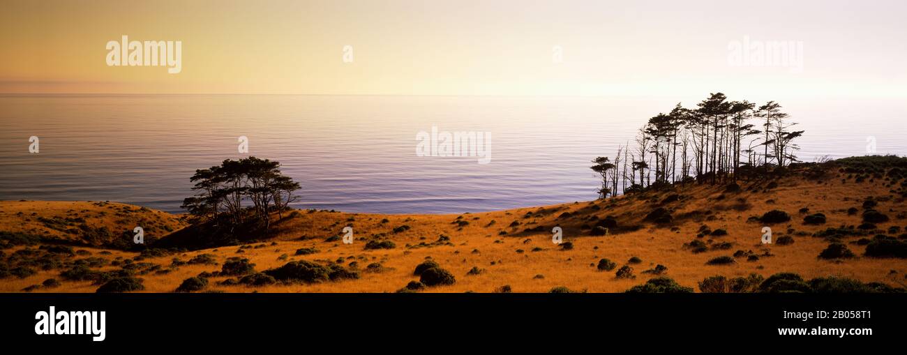 Alberi al mare, Lost Coast, Humboldt County, California, Stati Uniti Foto Stock