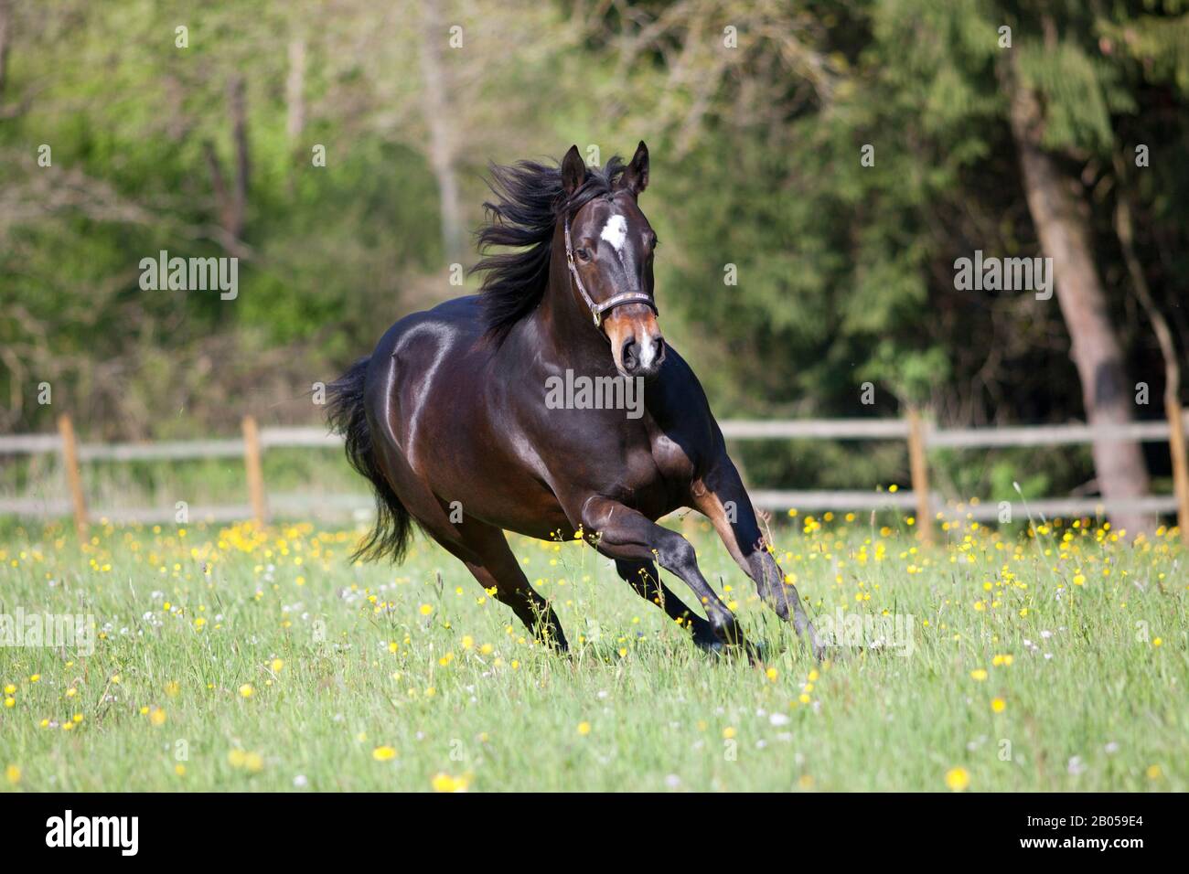 Quarto Cavallo correre libero in prato Foto Stock