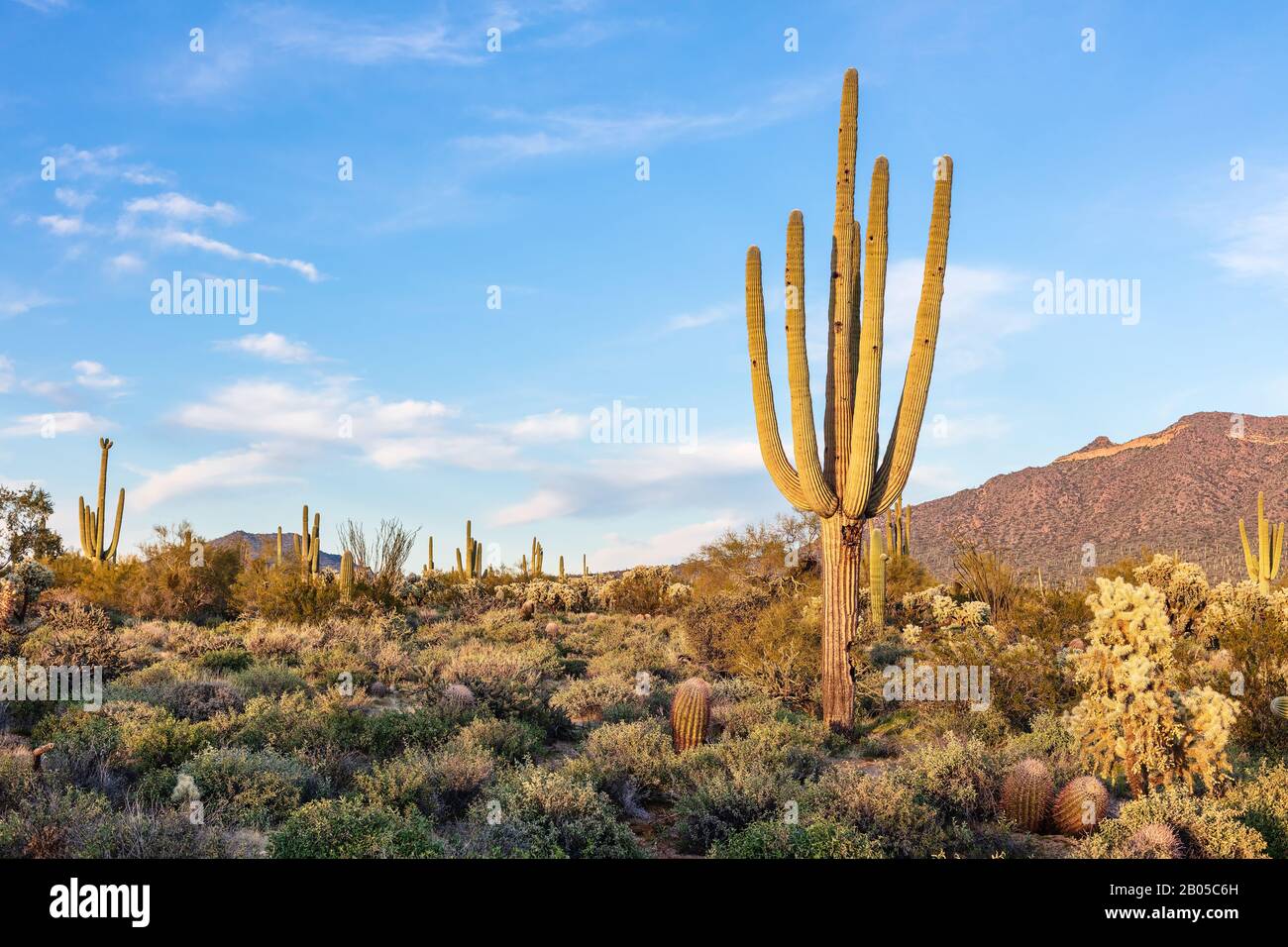 Paesaggio del deserto di sonora con cactus Saguaro a Phoenix, Arizona Foto Stock