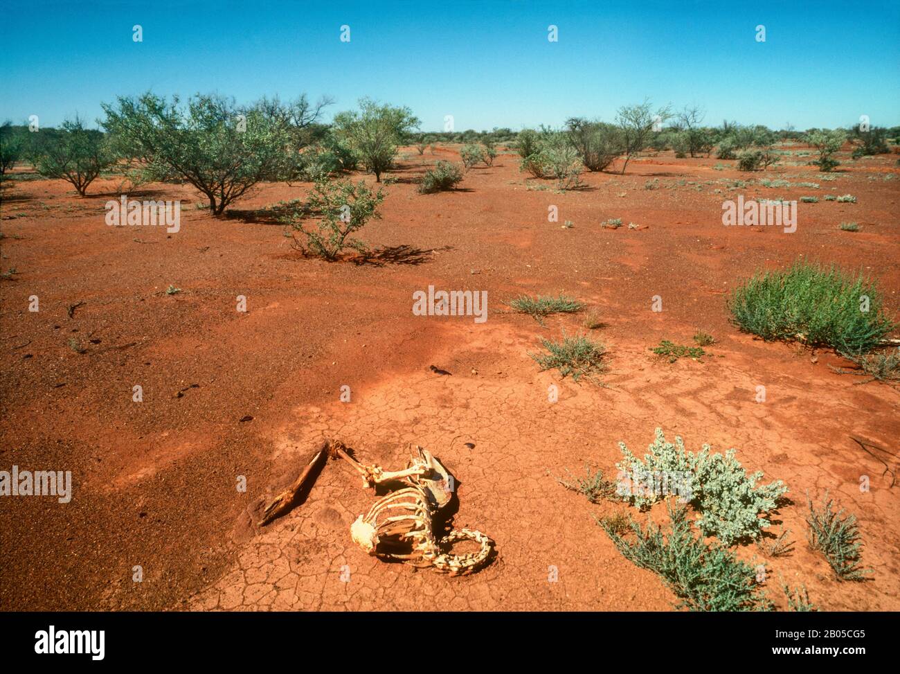 Ossa sbiancate dello scheletro dell'uem in un deserto arridito dalla siccità, in entroterra, Australia Centrale Foto Stock