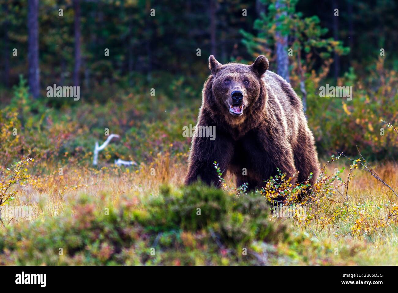 Orso bruno europeo (Ursus arctos artos), al margine della foresta, Finlandia, Karelia Foto Stock