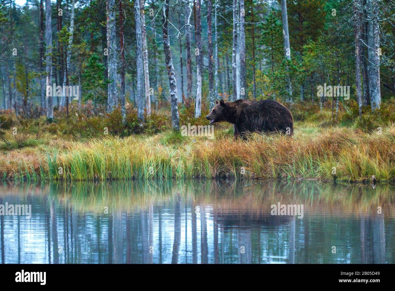 Orso bruno europeo (Ursus arctos artos), sulla riva del lago, Finlandia, Karelia Foto Stock