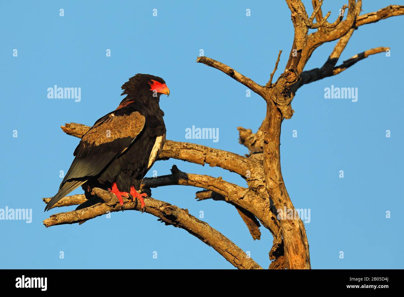 Bateleur, Bateleur aquila (Terathopius ecaudatus), maschio su un albero morto, Sud Africa, Parco Nazionale Krueger Foto Stock