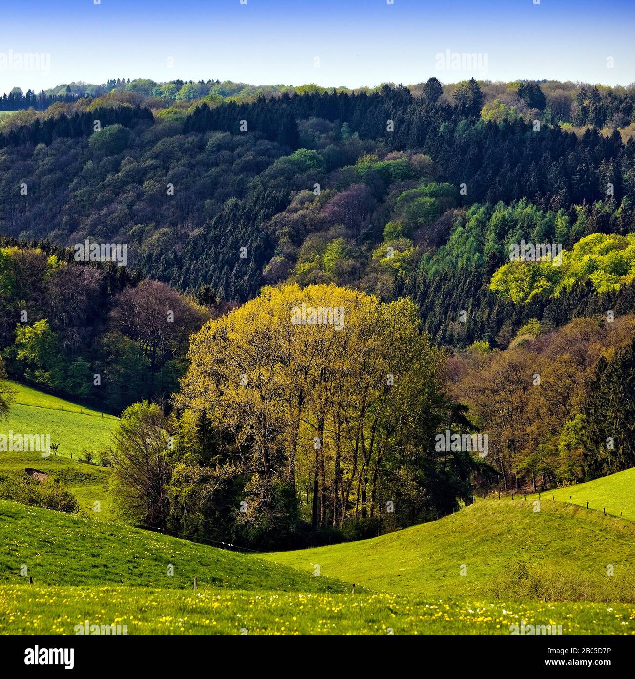 Prati e foreste in paesaggio collinare in primavera, Germania, Renania Settentrionale-Vestfalia, Bergisches Land, Radevormwald Foto Stock