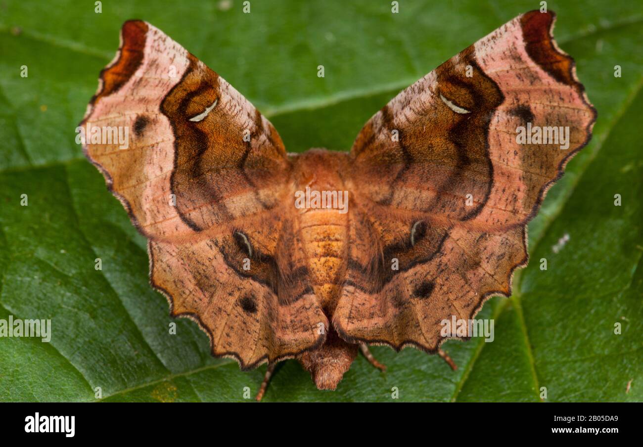 Thorn viola, Lunar Thorn (Selenia tetralunaria), si trova su una foglia, Germania Foto Stock