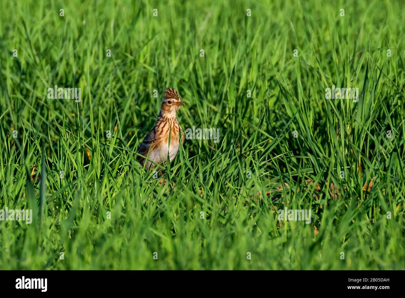 Lark del cielo di Eurasia (Alauda arvensis), guardando verso l'esterno un wheatfield con il cofano di piuma messo in su, Germania, Baviera, Niederbayern, Baviera Inferiore Foto Stock