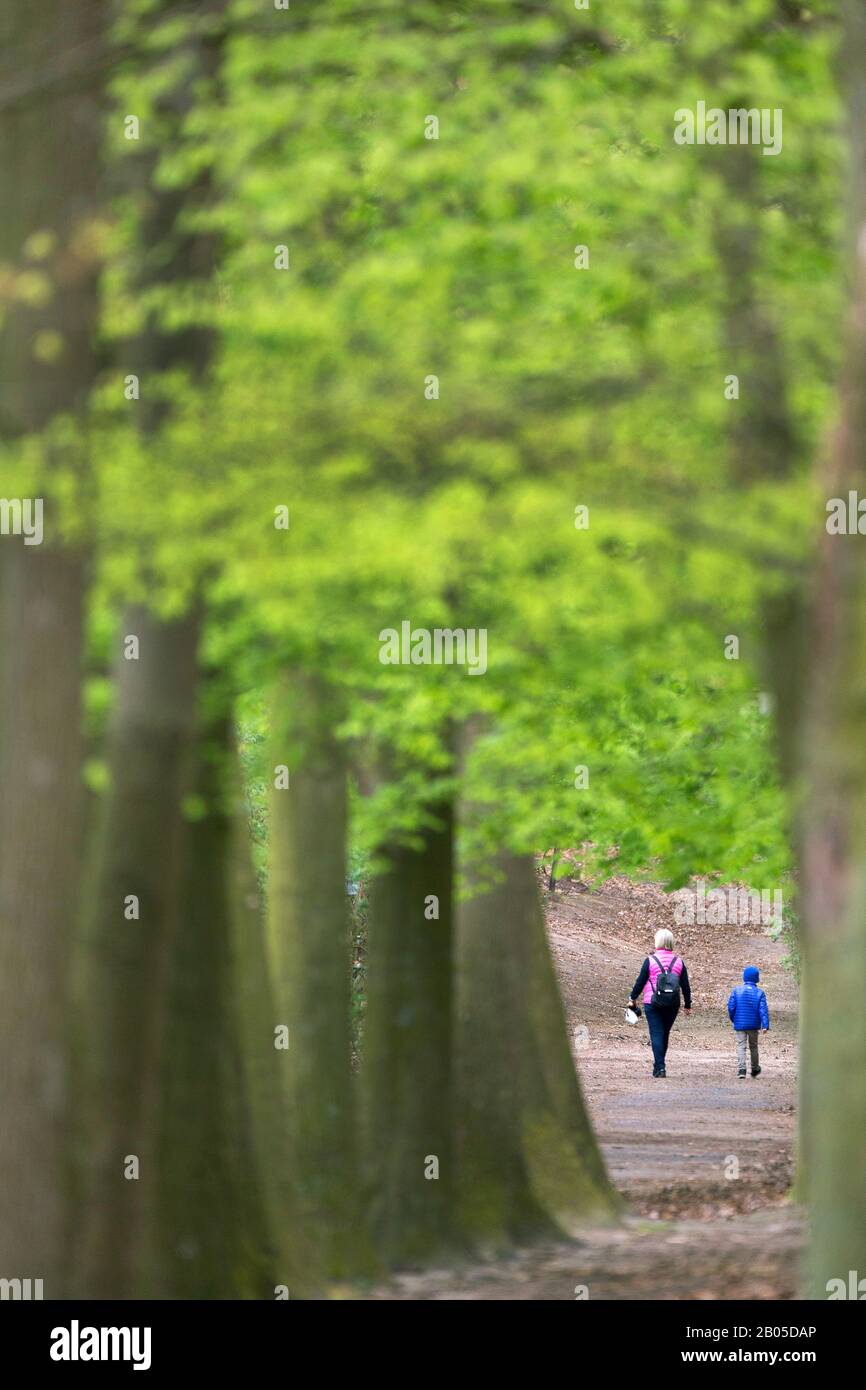 Faggio comune (Fagus silvatica), passeggini in foresta, Belgio, Ardenne, Luik Foto Stock