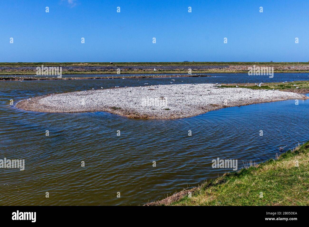 Zona di allevamento di uccelli nei pressi di Wagejot, Paesi Bassi, Texel Foto Stock