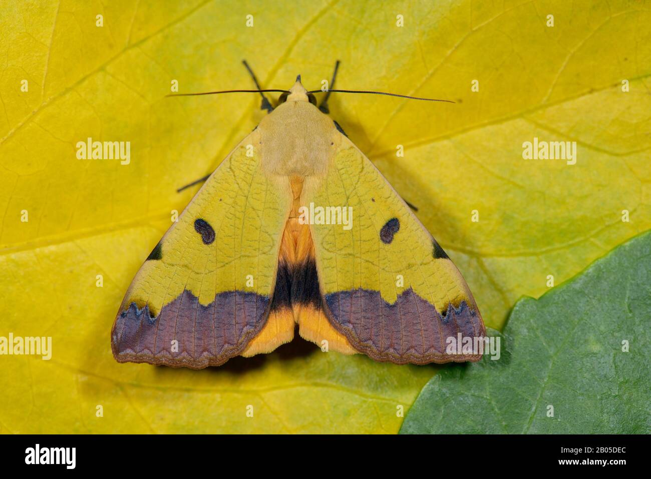 Verde drab (Ophiusa tirhaca, Noctua tirrhea), su foglia appassita, Germania Foto Stock