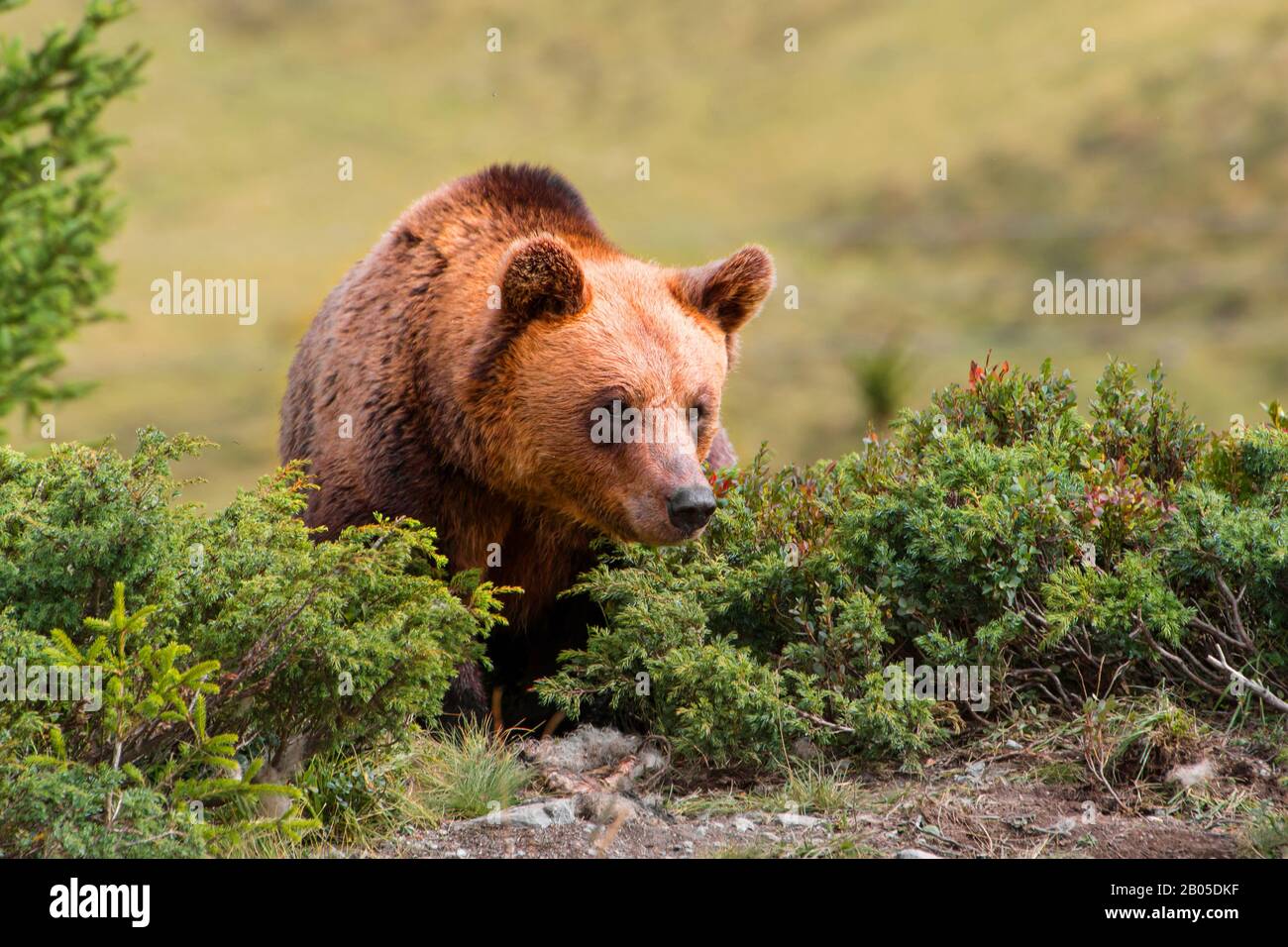 Orso bruno (Ursus arctos), che attraversa l'area alpina, la Svizzera, i Grigioni Foto Stock