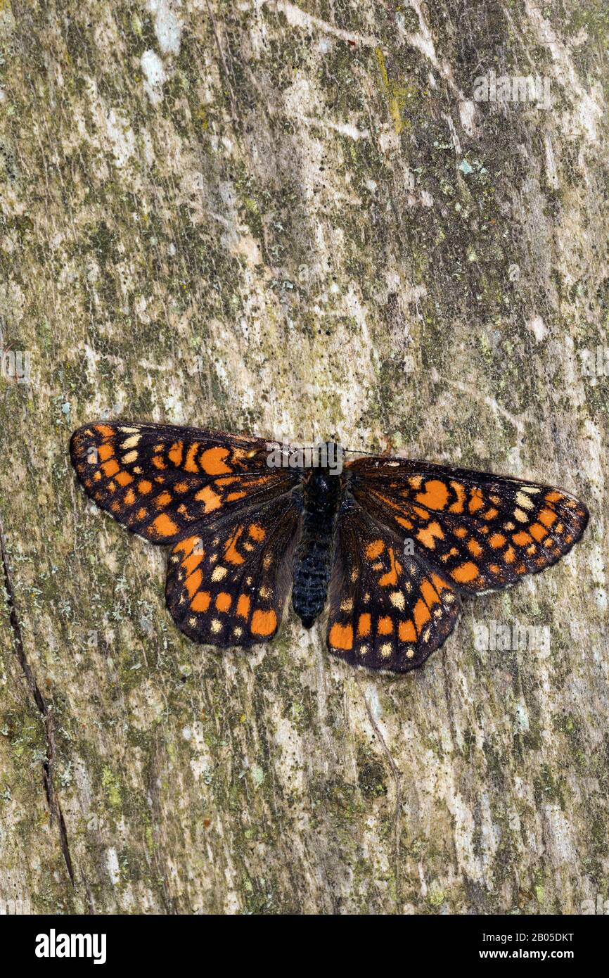 Scarso fritillario (Euphydryas maturna, Hypodryas maturna), seduto a legno morto, vista dall'alto, Germania Foto Stock