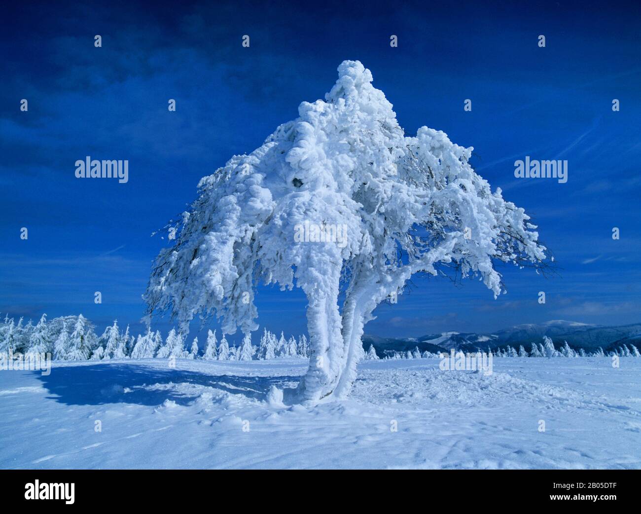 Comune di faggio (Fagus sylvatica), faggio unica in inverno, Germania Foto Stock
