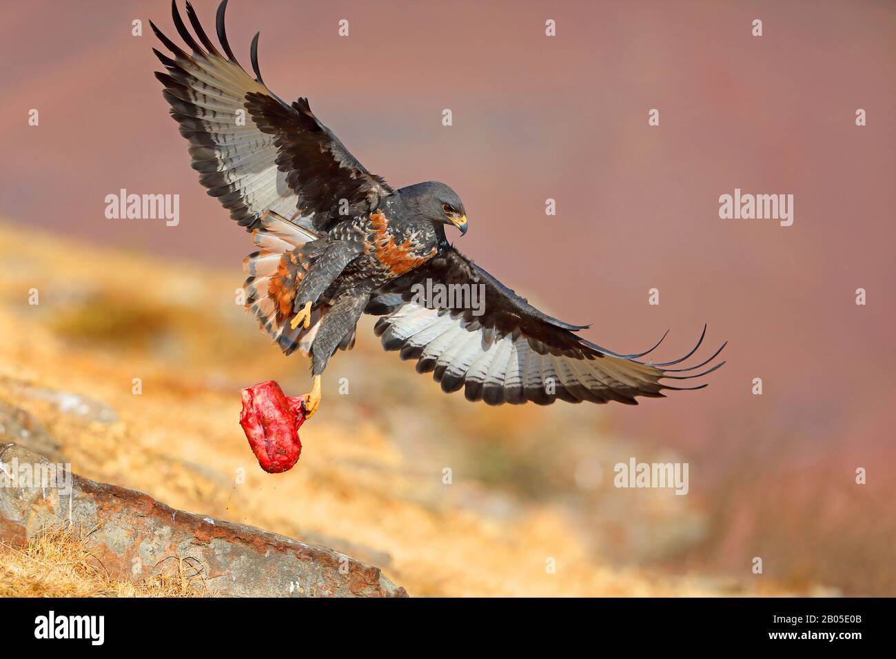 Jackal buzzard, Buzzard Augur (Buteo rufofuscus), volare con preda nella clwa, Sud Africa, Giants Castle Game Reserve Foto Stock