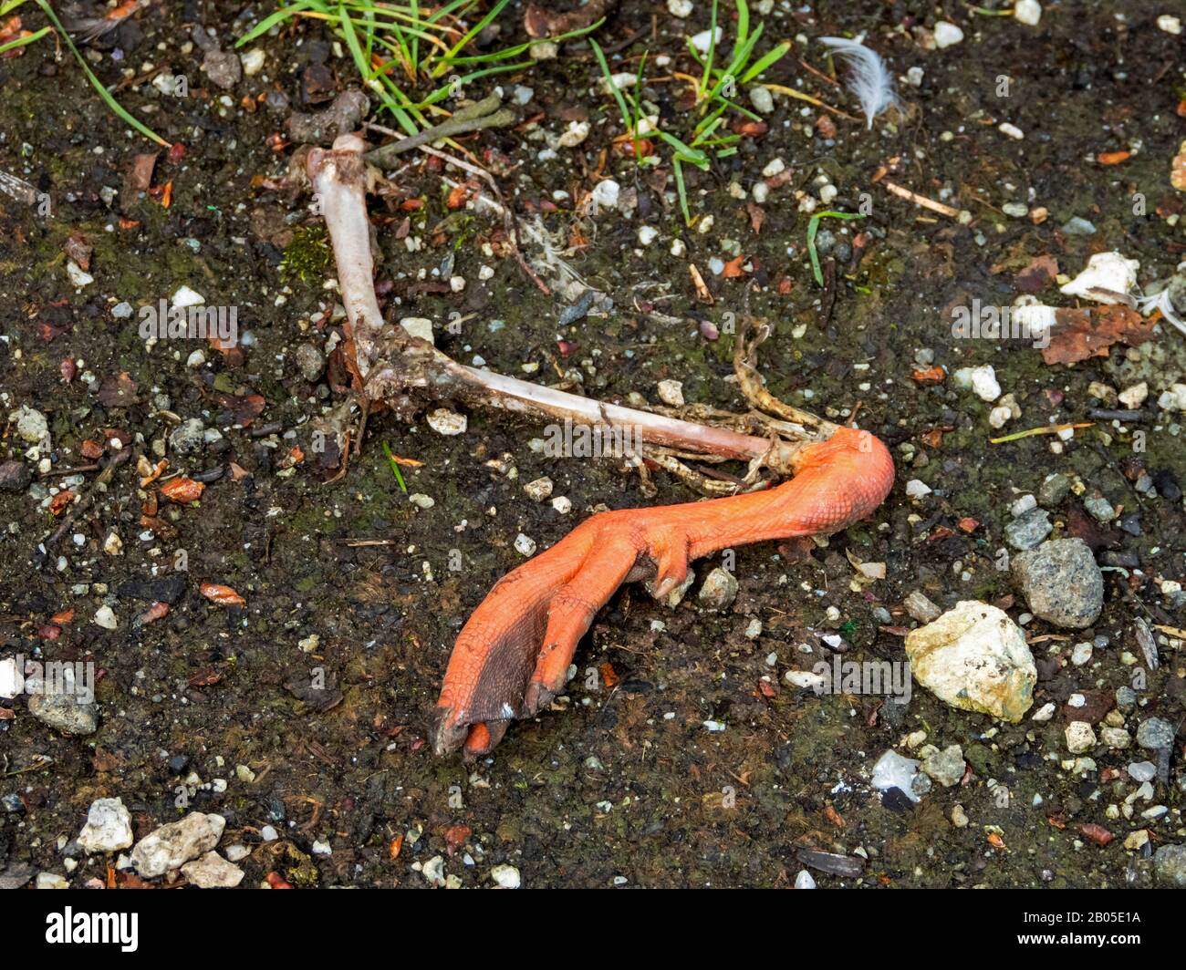 Mallard (Anas platyrhynchos), piede di Mallard, Norvegia, Troms Foto Stock