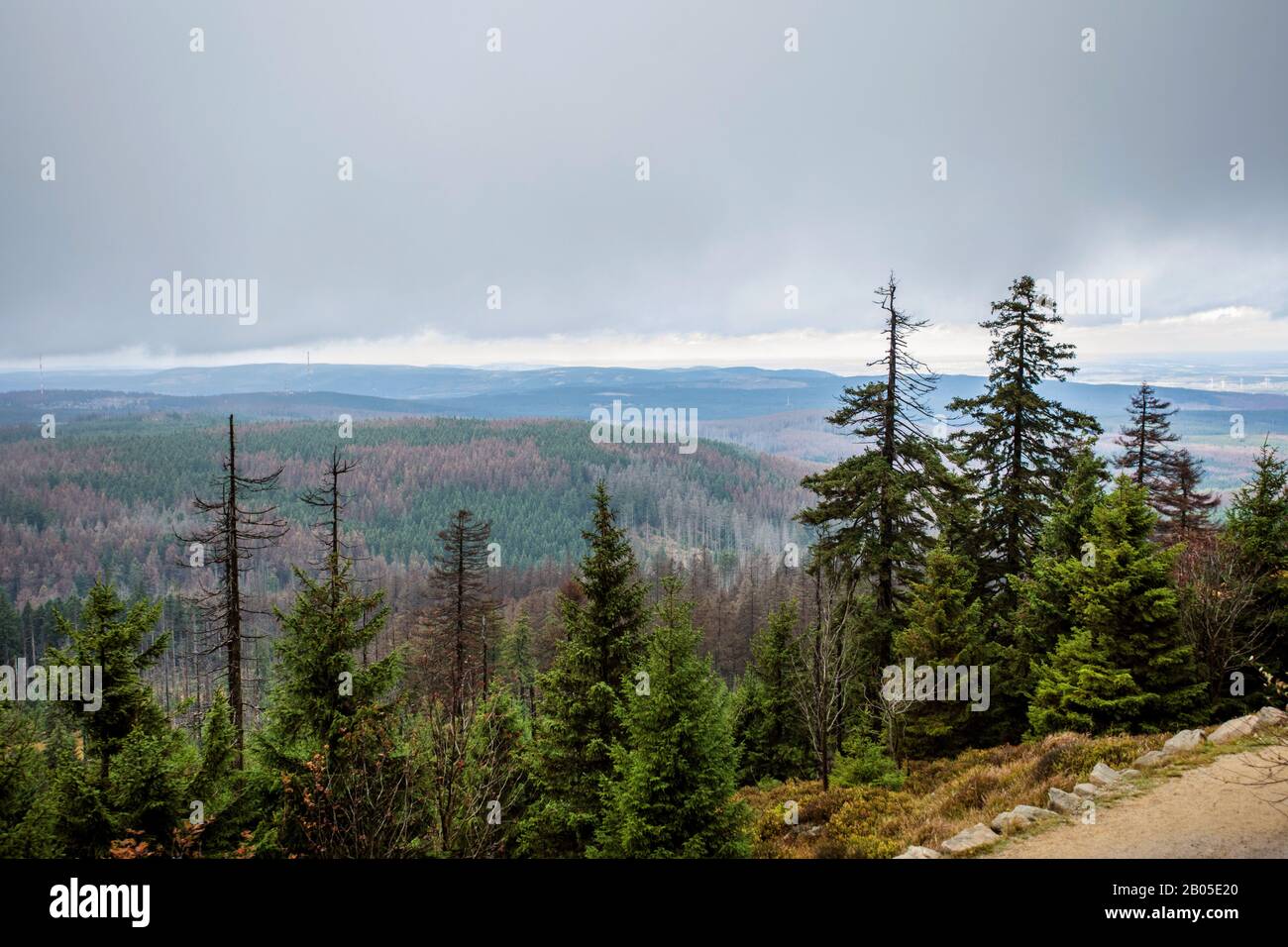 Parco Nazionale Di Harz Al Brocken, Germania, Bassa Sassonia, Parco Nazionale Di Harz Foto Stock