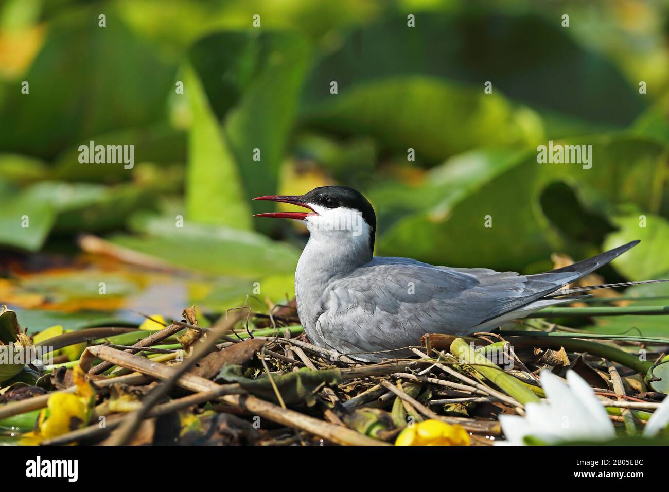 Bisbiglio (Chlidonias hybrida), razze sul nido, Montenegro, Parco Nazionale di Skadarsee Foto Stock