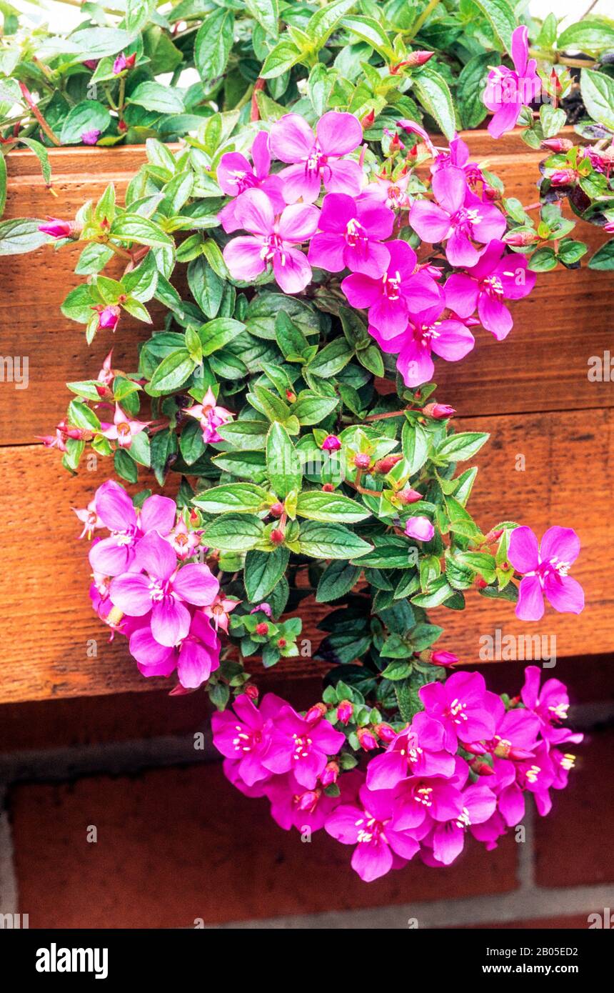 Centradenia inaequilateralis 'cascata' trailing oltre il bordo di una finestra. Una fioritura rosa sempreverde ideale per rimorchio per contenitori e cestini. Foto Stock