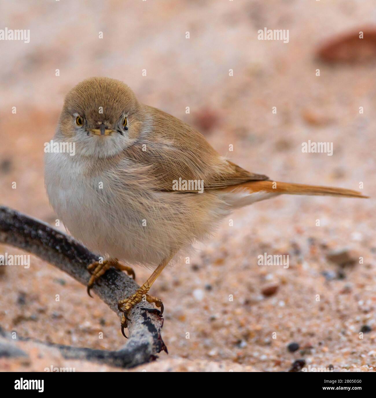 Whitewalline del deserto, wardler asiatico del deserto (Sylvia nana), specie rare su Helgoland, Germania, Schleswig-Holstein, Helgoland Foto Stock