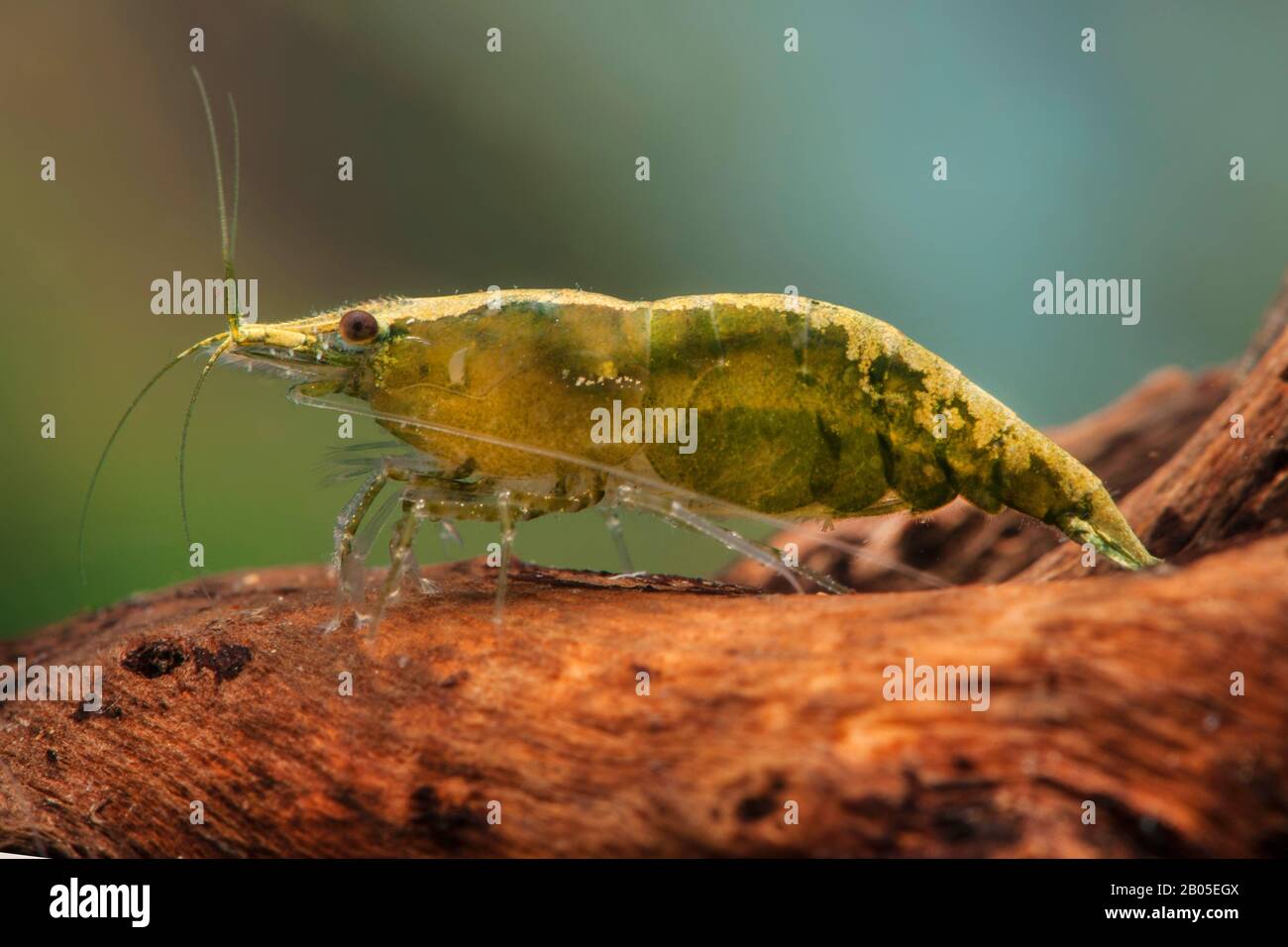 Gamberetto di ciliegio, gamberetto nano (Neocardiina davidi, eteropoda di Neocardiina), vista laterale, Giada Verde Foto Stock