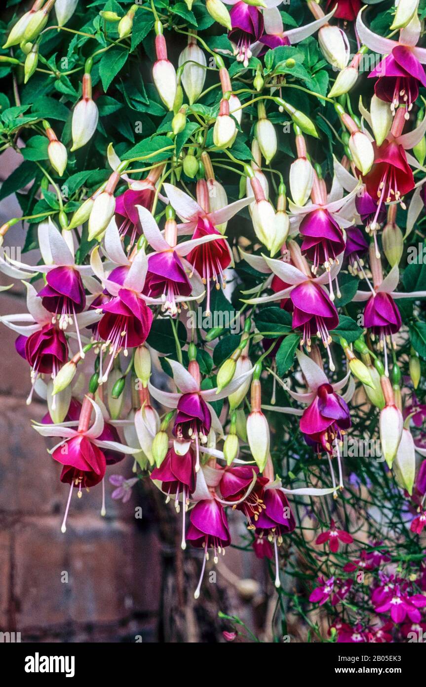 Fucsia Auntie Jinks in pieno fiore con boccioli in un cesto sospeso Foto Stock