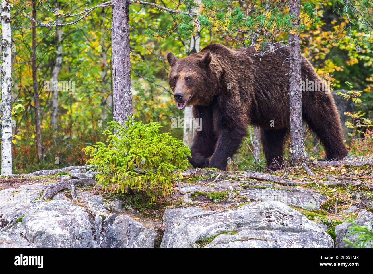 Orso bruno europeo (Ursus arctos artos), nel suo habitat, Finlandia, Karelia Foto Stock